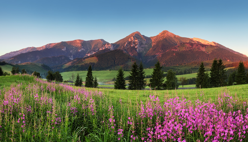 beauty mountain panorama with flowers slovakia
